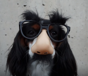 dog-with-disguise