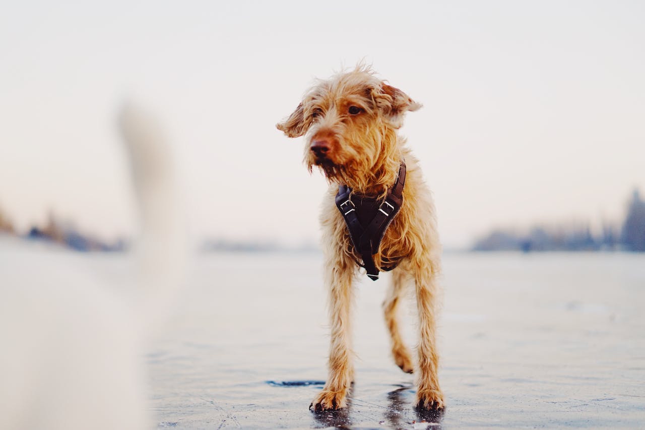 A brown dog wearing harness standing in water