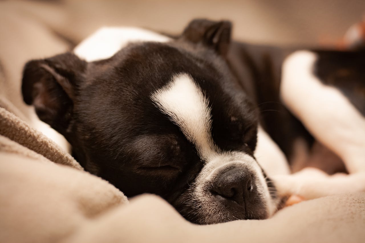 A small black and white dog sleeps on a tan blanket