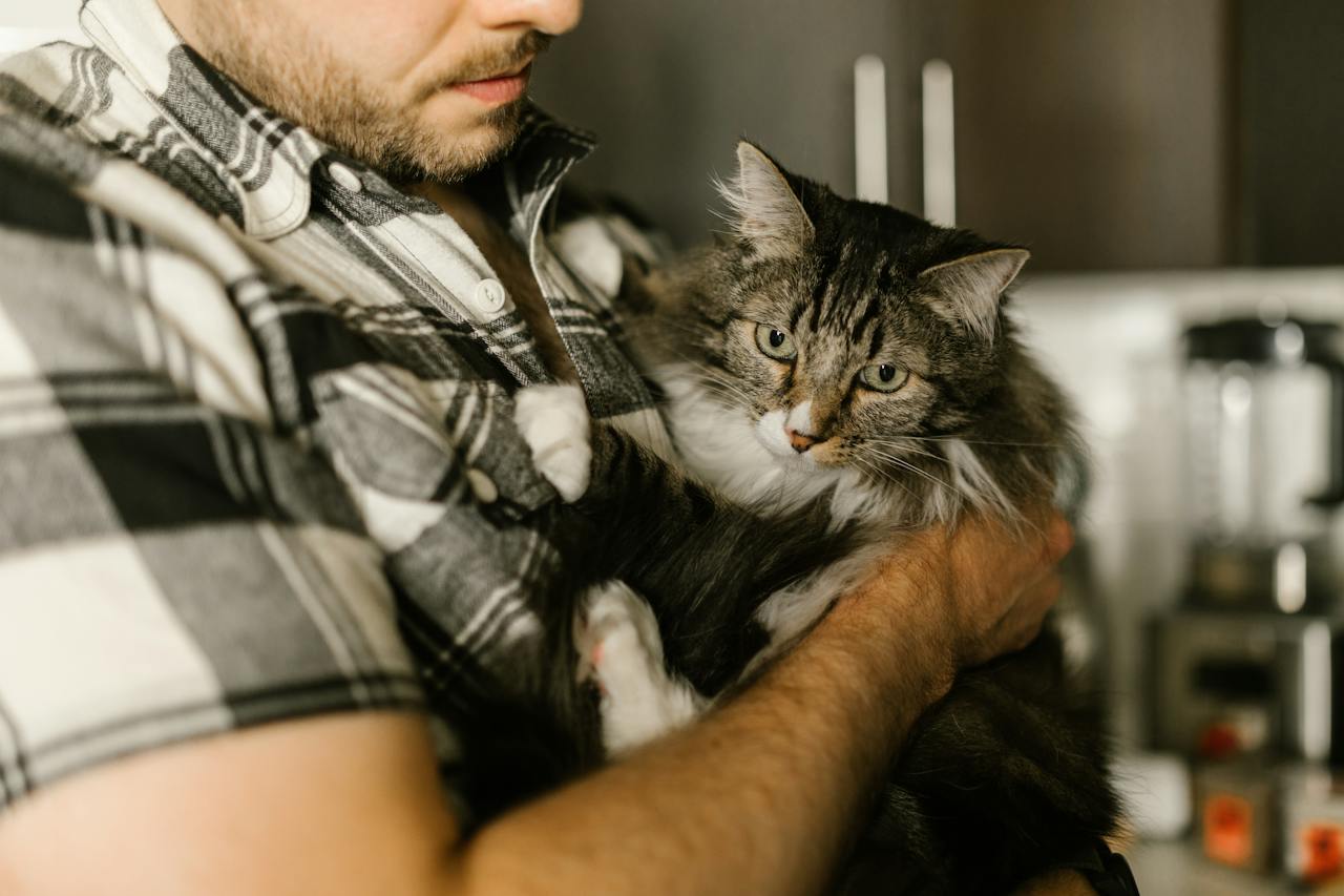 fluffy gray cat being held in man's arms