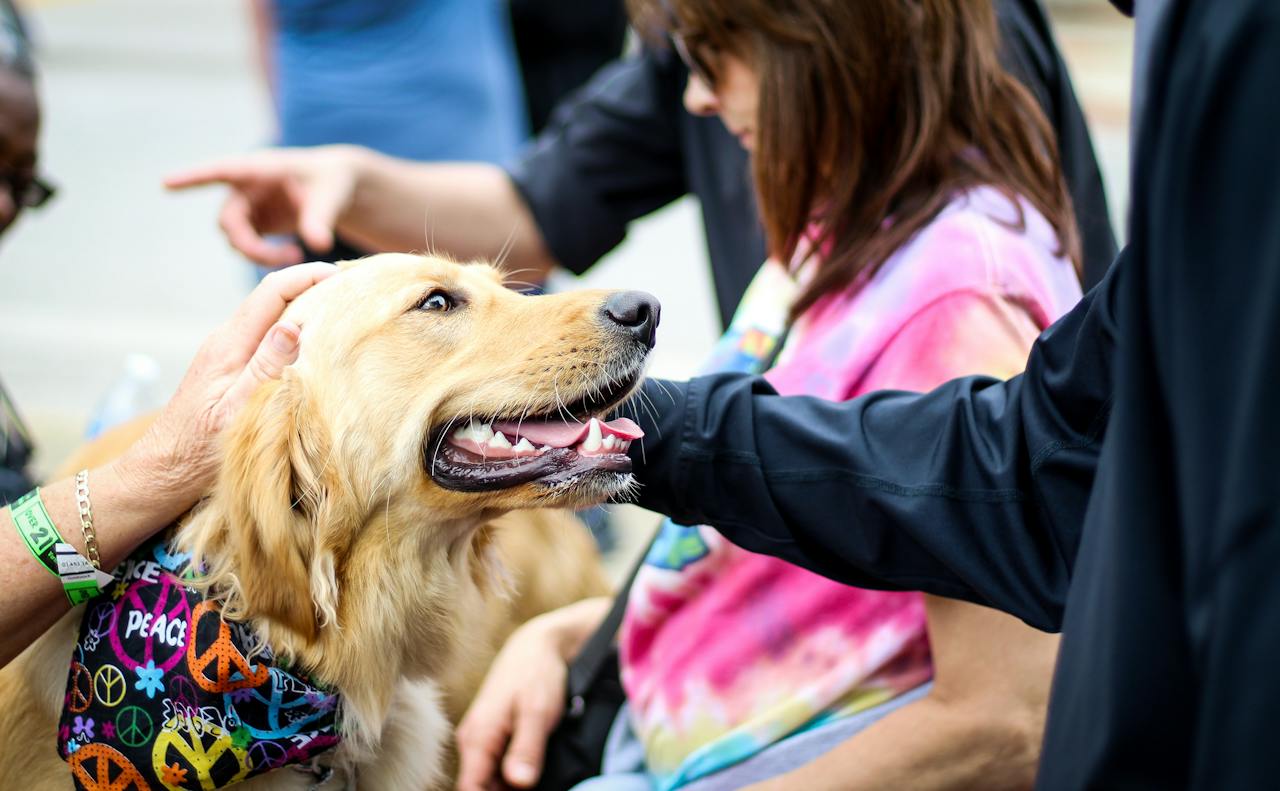 A happy golden retriever being pet by multiple people while wearing a peace sign bandana around neck