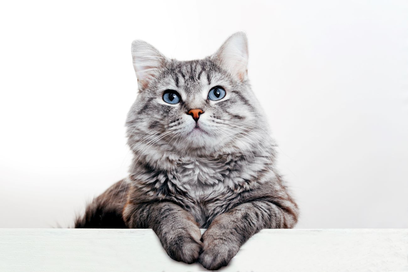 A gray and white striped cat with blue eyes looks at the camera while laying on a white ledge