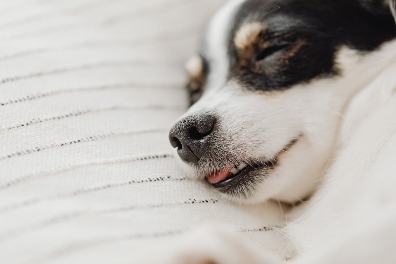 A black and white dog sleeps on white bedding with small pink tongue sticking out