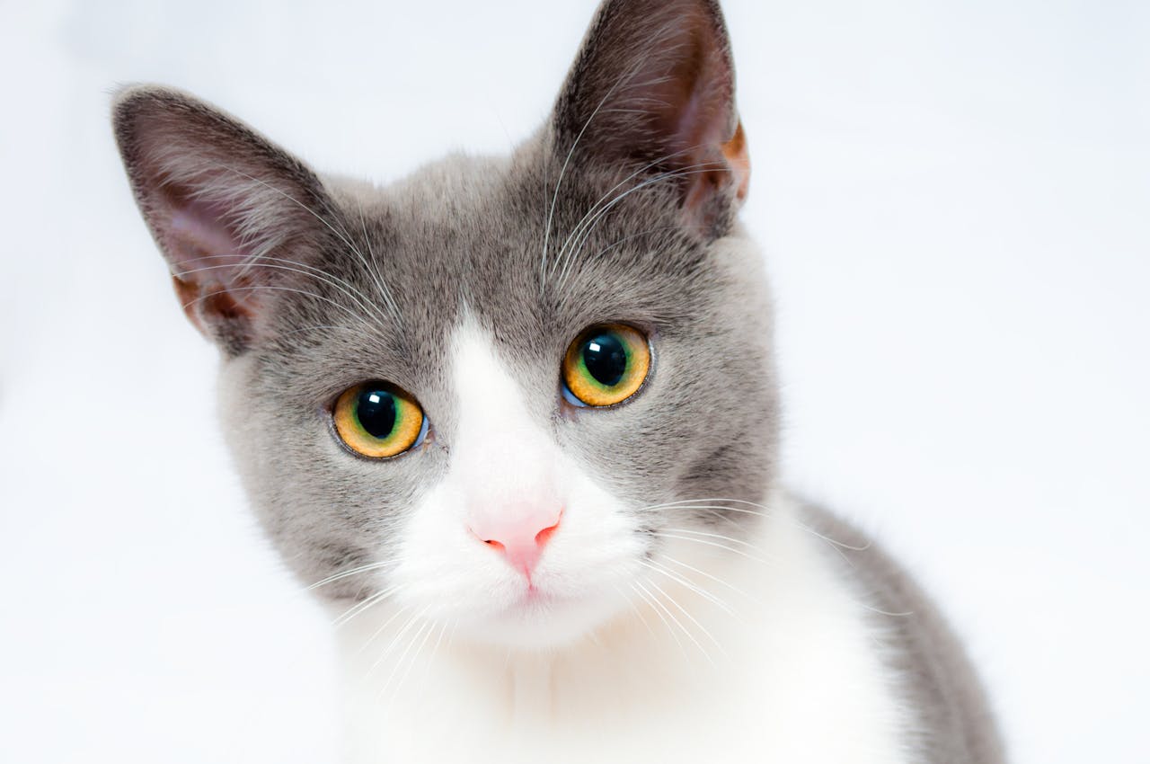 A greay-eared cat with a white face and bright yellow eyes stares into the camera from close proximity