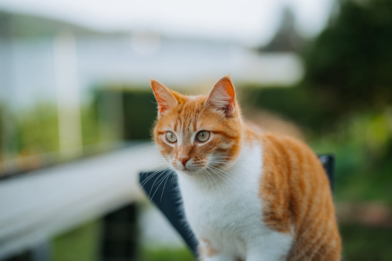 Orange and white striped cat sits on a fence outdoors