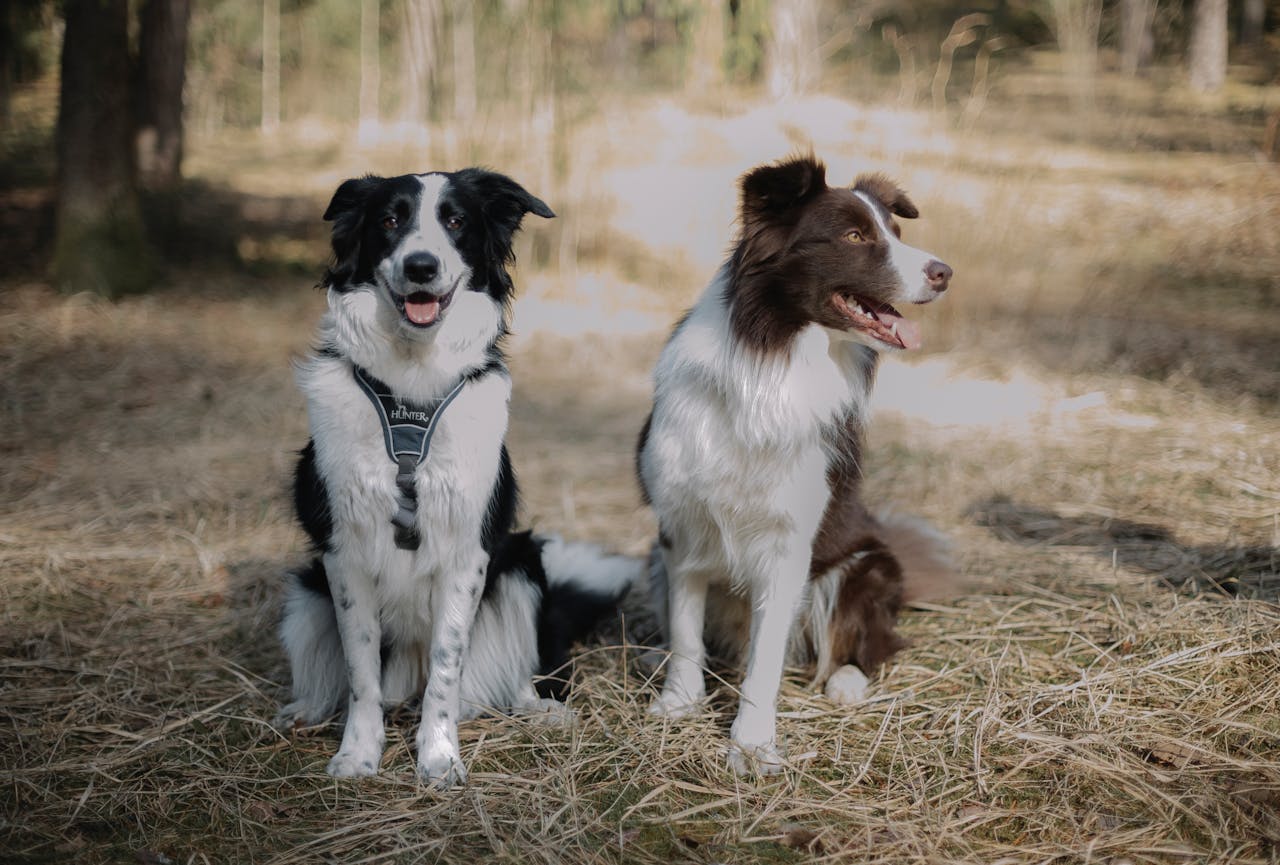 A black and white border collie looks at the camera while sitting next to a brown and white border collie in a forest