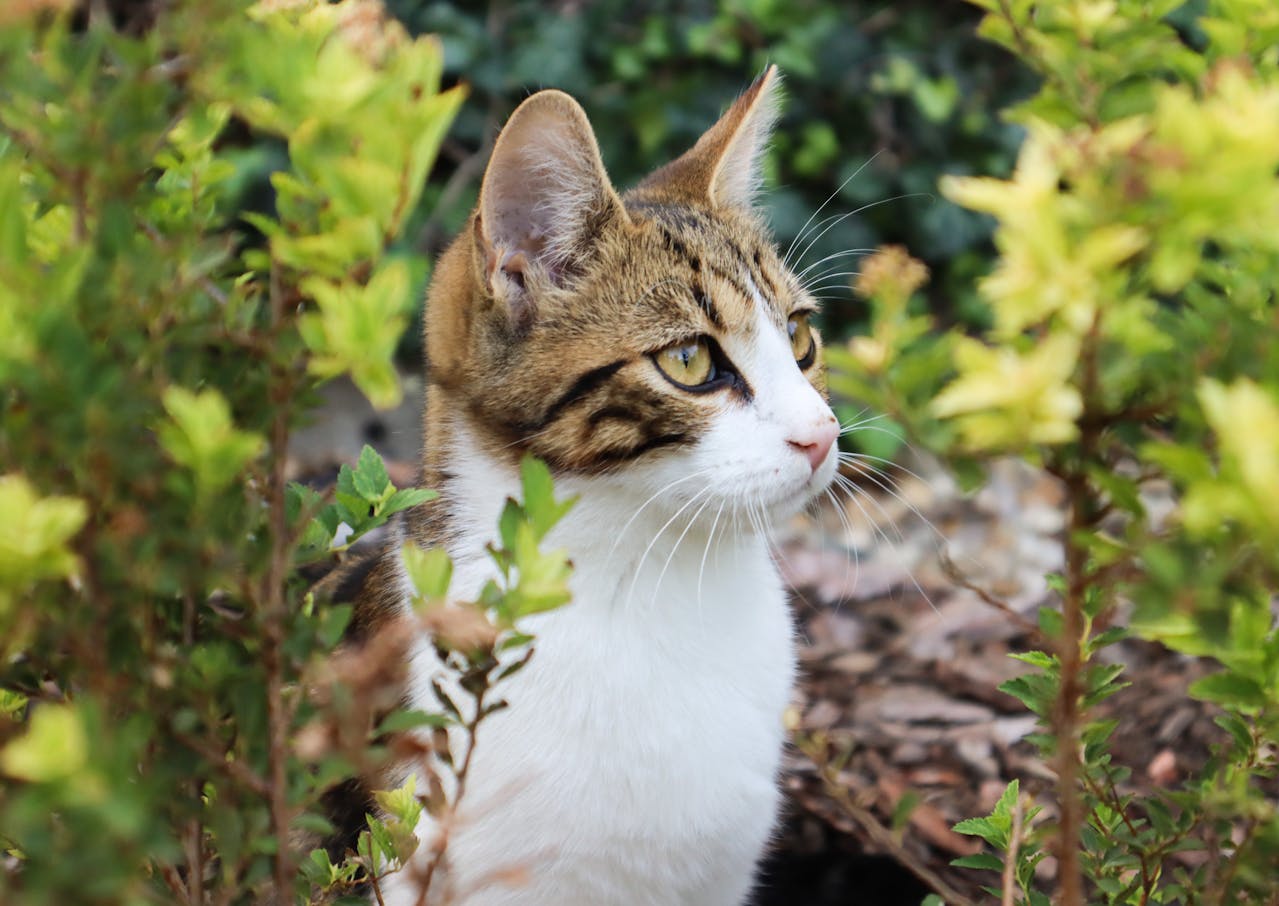 A brown and white cat sits outside in green bushes