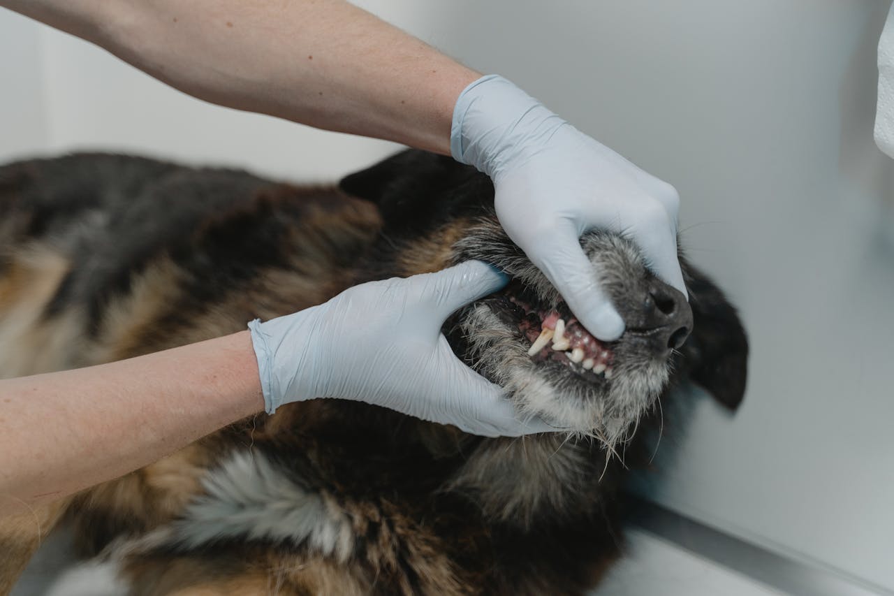 A dog having their teeth examined by a veterinarian wearing medical gloves.