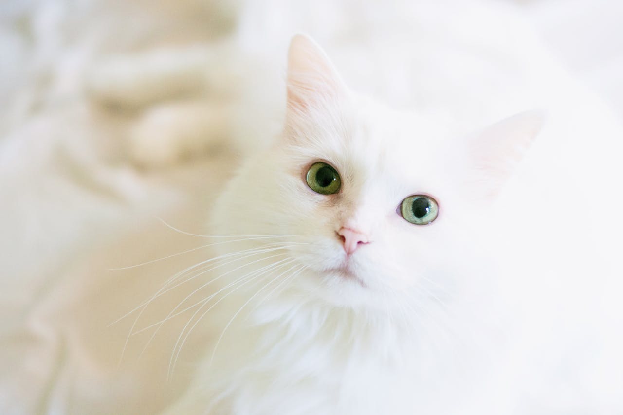 A white cat with green eyes looks up at the camera and shows signs of dental pain