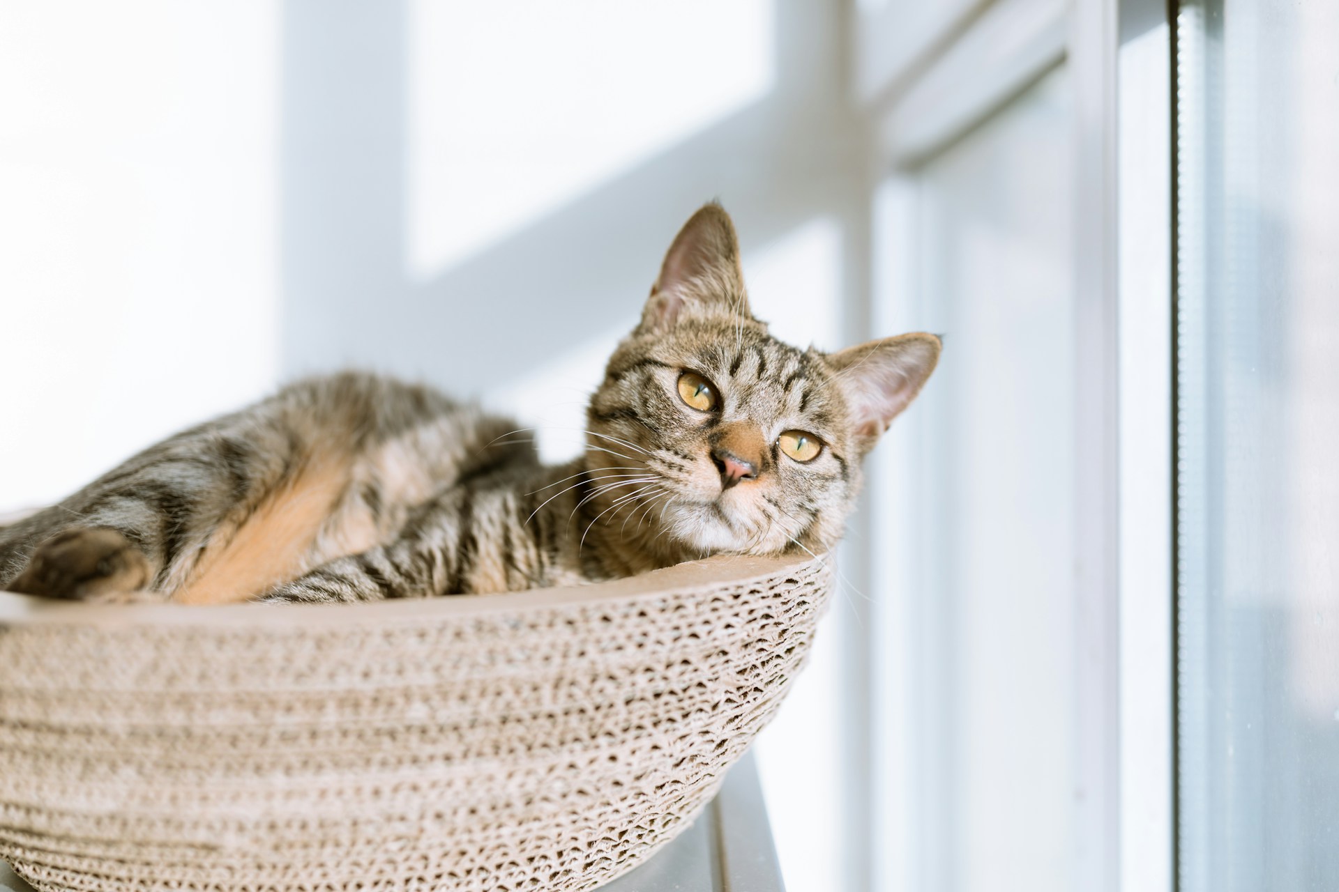 tabby cat laying in basket looking out window
