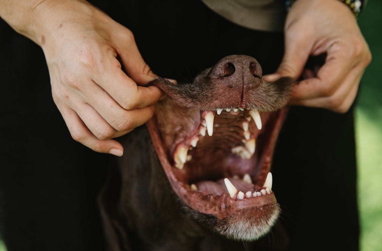A pet owner inspecting a dog's gum color